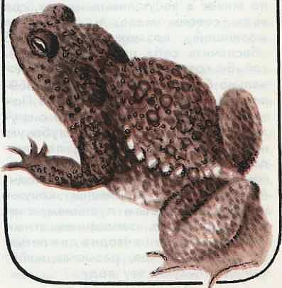 Соседи по планете Земноводные и пресмыкающиеся - i_113.jpg