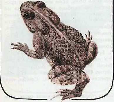 Соседи по планете Земноводные и пресмыкающиеся - i_114.jpg