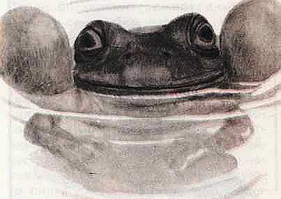 Соседи по планете Земноводные и пресмыкающиеся - i_122.jpg