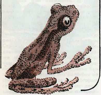 Соседи по планете Земноводные и пресмыкающиеся - i_123.jpg