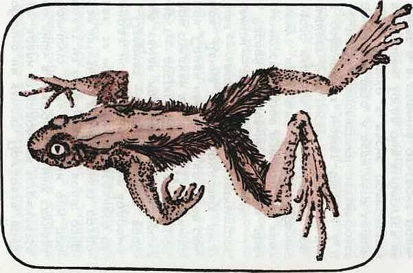 Соседи по планете Земноводные и пресмыкающиеся - i_124.jpg