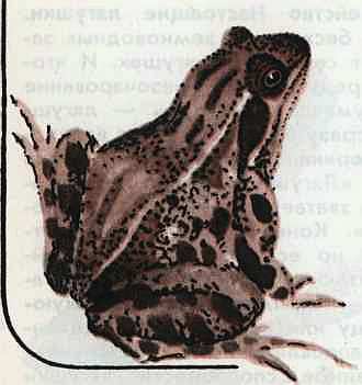 Соседи по планете Земноводные и пресмыкающиеся - i_125.jpg