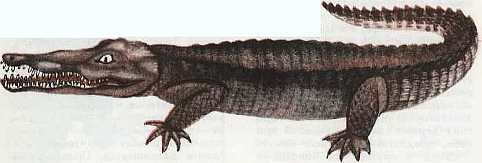 Соседи по планете Земноводные и пресмыкающиеся - i_138.jpg