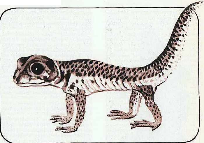 Соседи по планете Земноводные и пресмыкающиеся - i_145.jpg