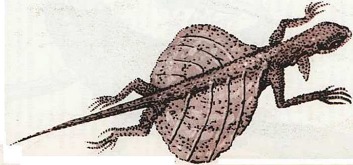 Соседи по планете Земноводные и пресмыкающиеся - i_150.jpg