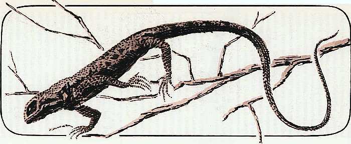 Соседи по планете Земноводные и пресмыкающиеся - i_151.jpg