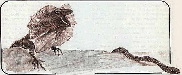 Соседи по планете Земноводные и пресмыкающиеся - i_152.jpg