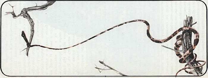 Соседи по планете Земноводные и пресмыкающиеся - i_157.jpg