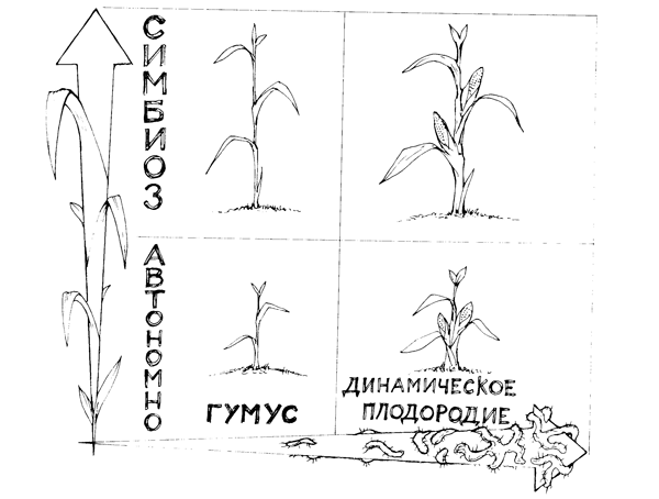 Огородные секреты большого урожая на ваших грядках - i_010.png