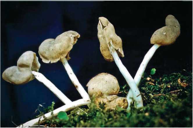 Малоизвестные съедобные грибы - i_002.jpg