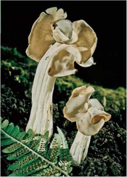 Малоизвестные съедобные грибы - i_003.jpg