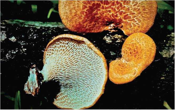 Малоизвестные съедобные грибы - i_030.jpg
