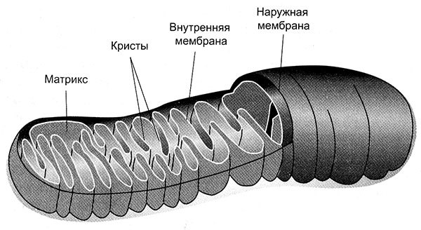 Энергия, секс, самоубийство - i_002.jpg