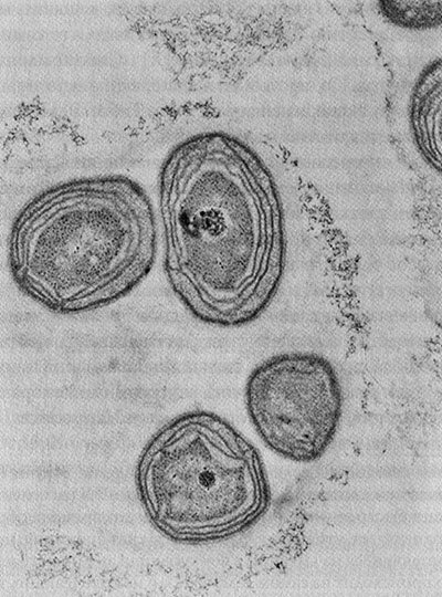 Энергия, секс, самоубийство - i_014.jpg