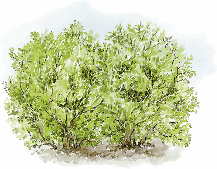 Людмилка и Тим в сказочном саду - i_046.png