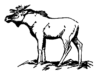 Необычные случаи на охоте и рыбной ловле - pic_7.png