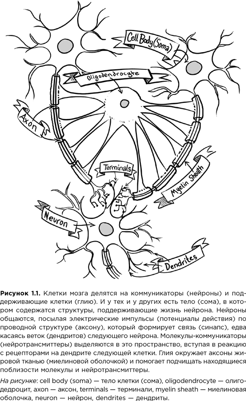 Мозг зомби. Научный подход к поведению ходячих мертвецов - i_004.png