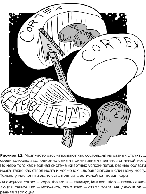 Мозг зомби. Научный подход к поведению ходячих мертвецов - i_005.png