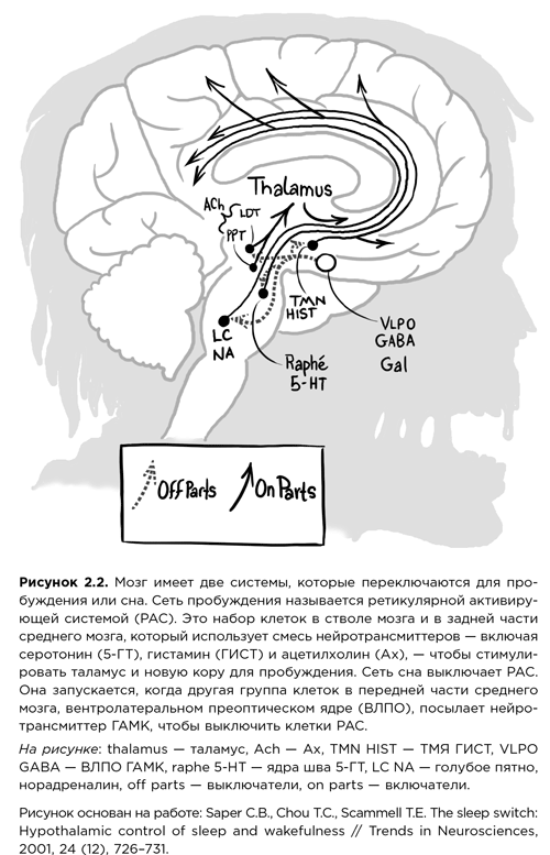 Мозг зомби. Научный подход к поведению ходячих мертвецов - i_007.png