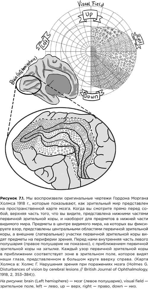 Мозг зомби. Научный подход к поведению ходячих мертвецов - i_018.png