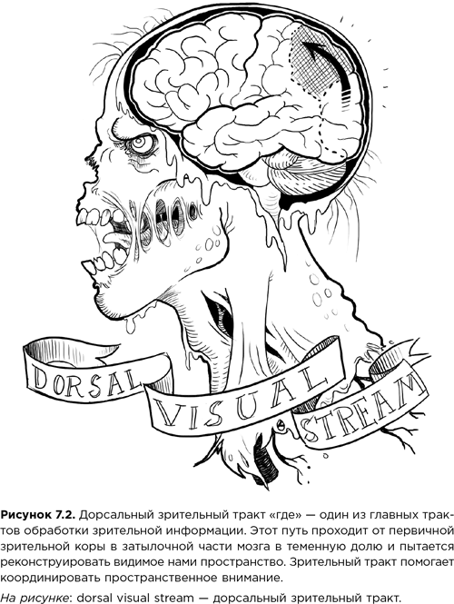 Мозг зомби. Научный подход к поведению ходячих мертвецов - i_019.png