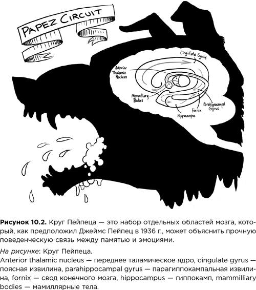 Мозг зомби. Научный подход к поведению ходячих мертвецов - i_027.png