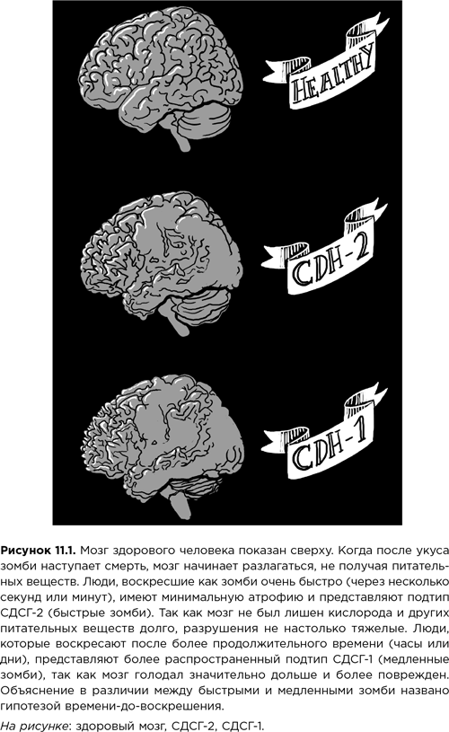 Мозг зомби. Научный подход к поведению ходячих мертвецов - i_029.png