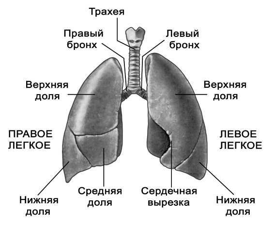 Парадоксальное дыхание для начинающих - i_003.jpg