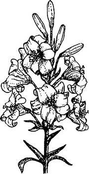 Аптека в лесу - _36.jpg