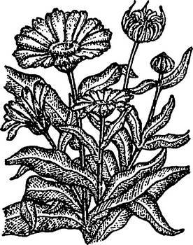 Аптека в лесу - _37.jpg