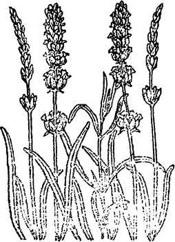 Аптека в лесу - _38.jpg