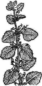 Аптека в лесу - _39.jpg