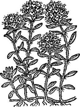 Аптека в лесу - _47.jpg