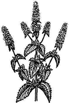 Аптека в лесу - _48.jpg