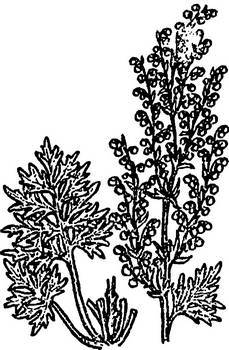 Аптека в лесу - _49.jpg