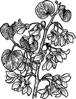 Аптека в лесу - _5.jpg