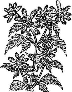 Аптека в лесу - _53.jpg