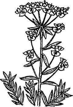 Аптека в лесу - _55.jpg