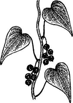 Аптека в лесу - _56.jpg