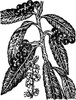 Аптека в лесу - _57.jpg