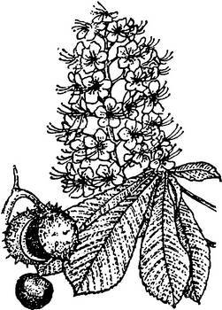 Аптека в лесу - _6.jpg