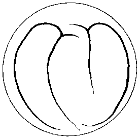 Азбука рисунков природы - i_129.png