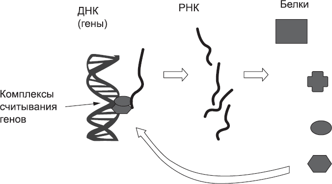 Онтогенез. От клетки до человека - _2.png