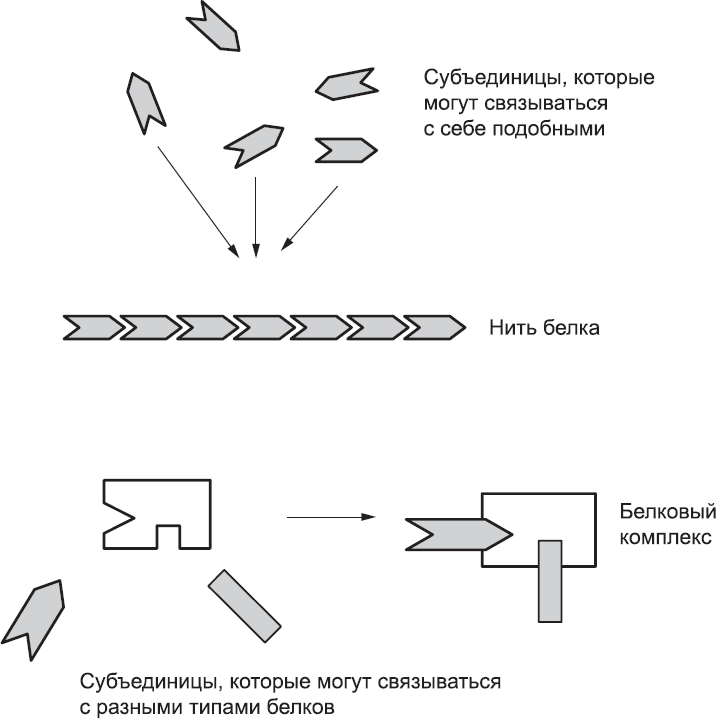 Онтогенез. От клетки до человека - _3.png