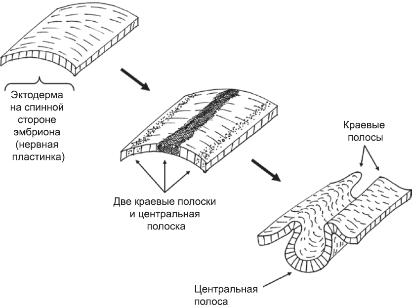 Онтогенез. От клетки до человека - _17.png