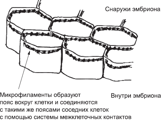 Онтогенез. От клетки до человека - _18.png