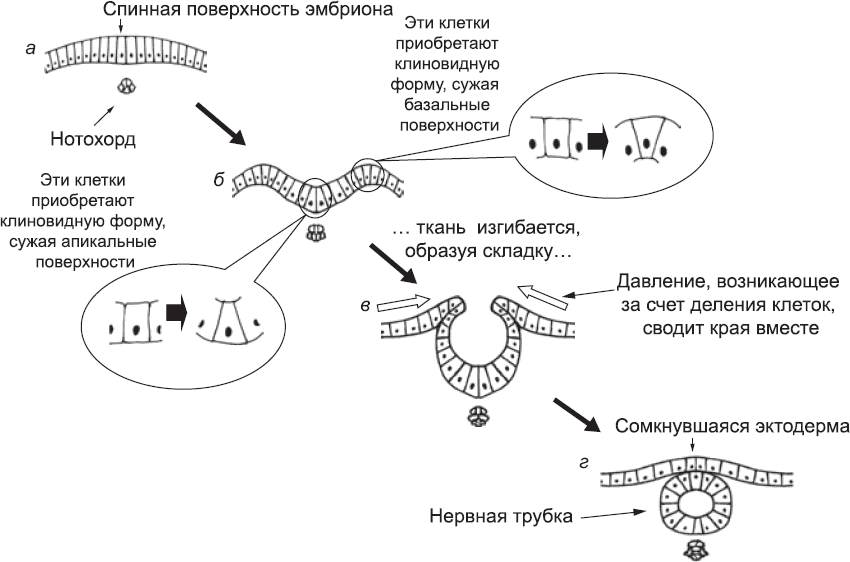 Онтогенез. От клетки до человека - _19.png