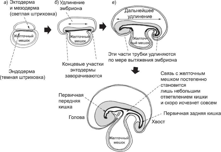 Онтогенез. От клетки до человека - _20.png