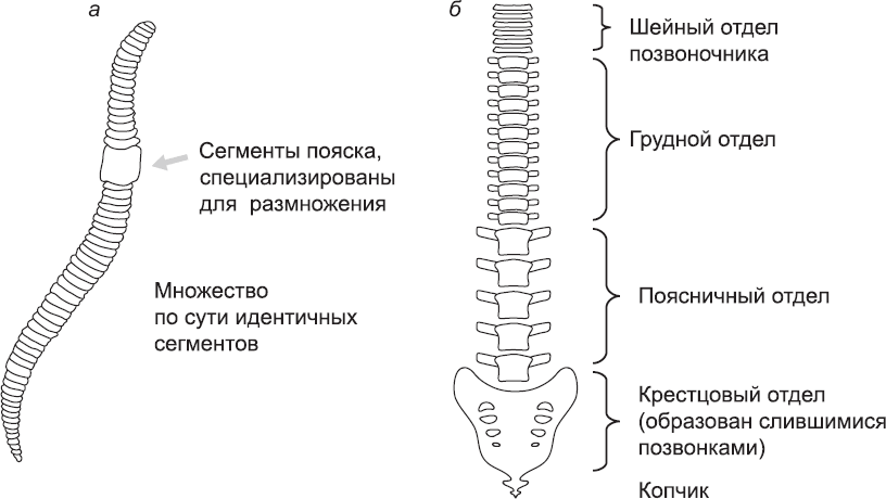 Онтогенез. От клетки до человека - _21.png