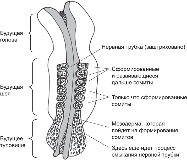 Онтогенез. От клетки до человека - _22.png